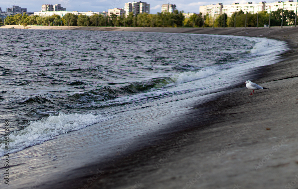 A lonely seagull on the city embankment near the water A lonely seagull on the city embankment near the water