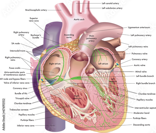 Medical illustration of internal anatomy of the heart, with annotations.