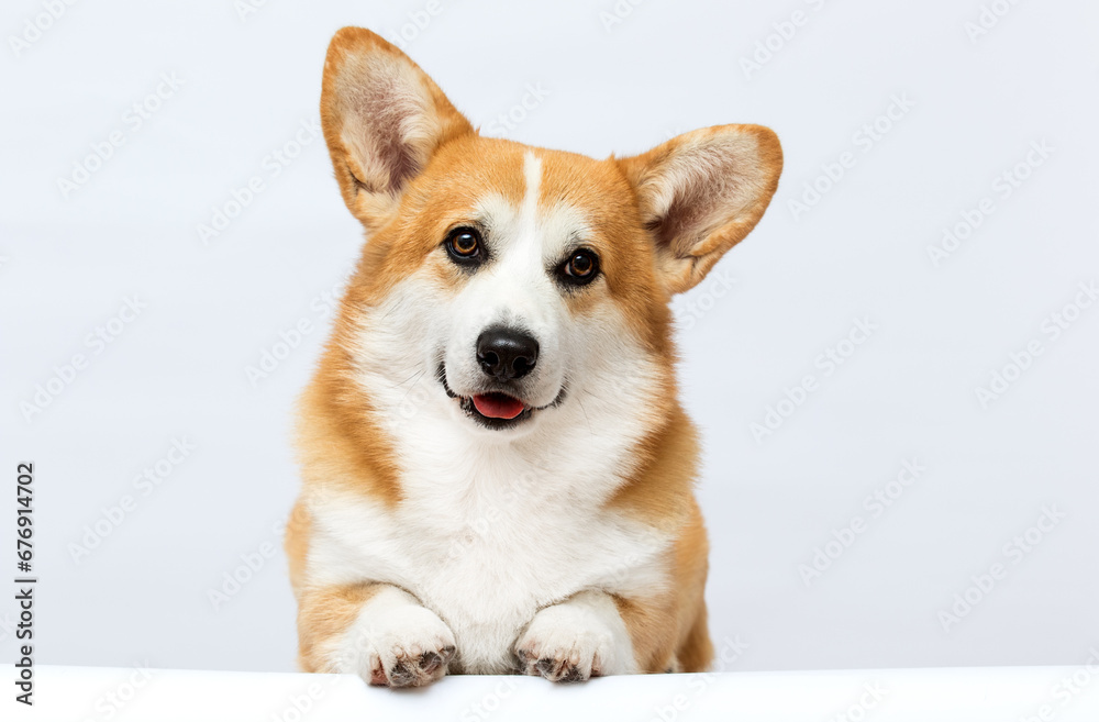 red corgi dog smiling on white background red corgi dog smiling on white background