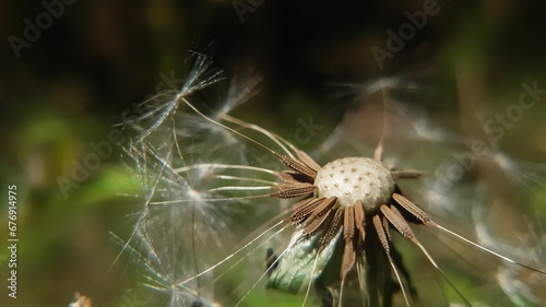 Dandelion macro with seeds in spring season