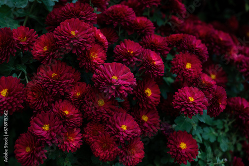 Beautiful red blooming chrysanthemums in the garden