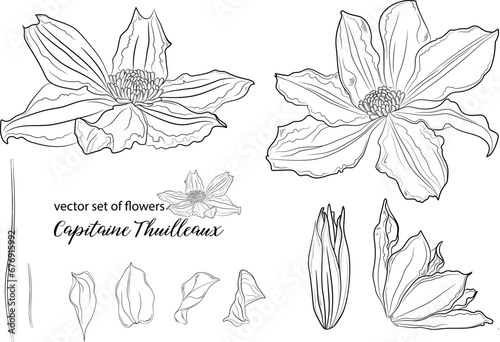 vector set of flowers and clematis buds. Capitaine Thuilleaux