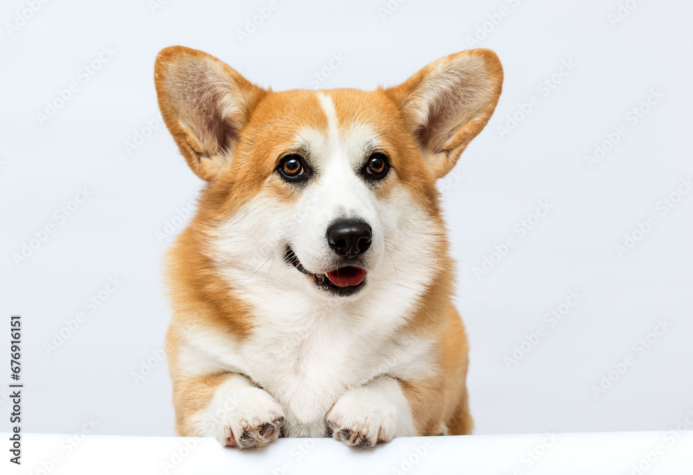 dog smiling on white background