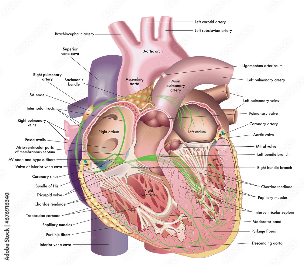Heart Inside Ribs Medical illustration of internal anatomy of the heart, with annotations ...