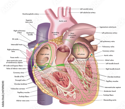 Medical illustration of internal anatomy of the heart, with annotations.