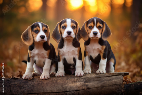 Group of baby beagle dogs outdoors