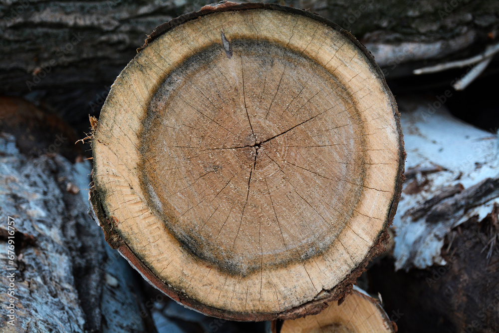 Naklejka premium A close-up cut of a tree against the background of cut tree trunks.