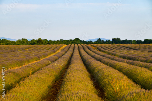 Lavender Field - Brunet, France