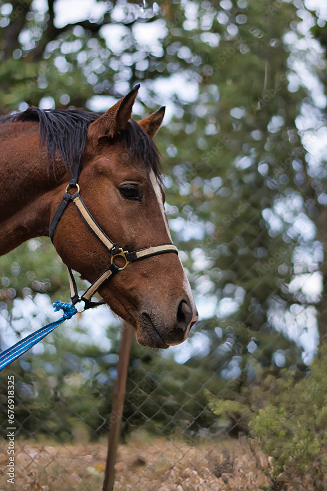Brown Horse with Bridle Standing by Fence Brown Horse with Bridle Standing by Fence