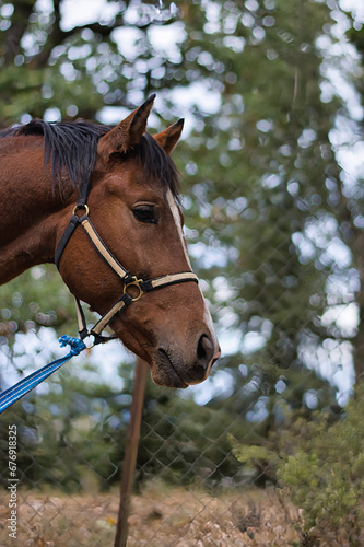 Brown Horse with Bridle Standing by Fence