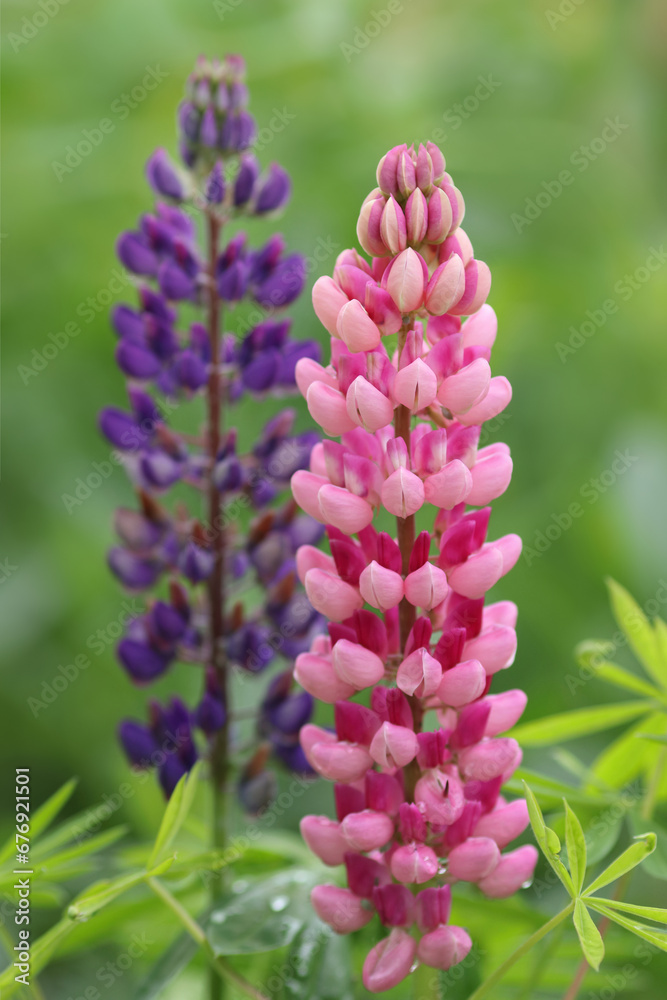 Blue and pink Lupin flowers blooms in the field. Bunch of lupines summer flower background. Violet spring and summer flower. Lupine a green background. Lupinus. Fabaceae Family. Blooming lupine Blue and pink Lupin flowers blooms in the field. Bunch of lupines summer flower background. Violet spring and summer flower. Lupine a green background. Lupinus. Fabaceae Family. Blooming lupine