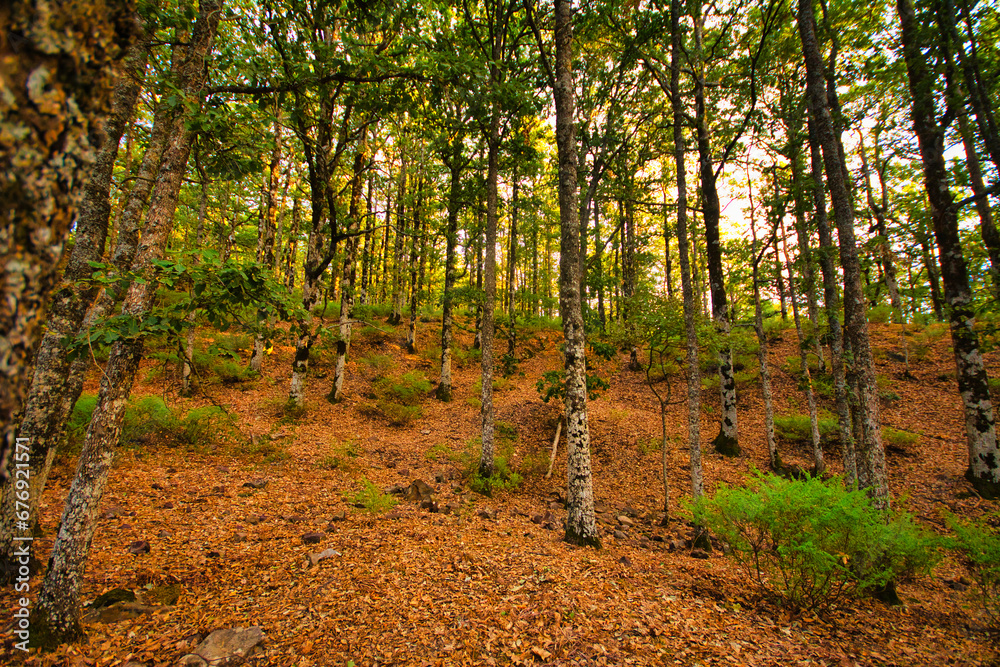 autumn in the forest