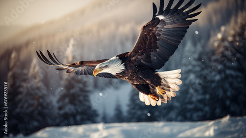 Adult Bald Eagle in flight. Winter landscape with snow covered mountains.