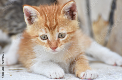 Portrait of a young beautiful street cat, closeup
