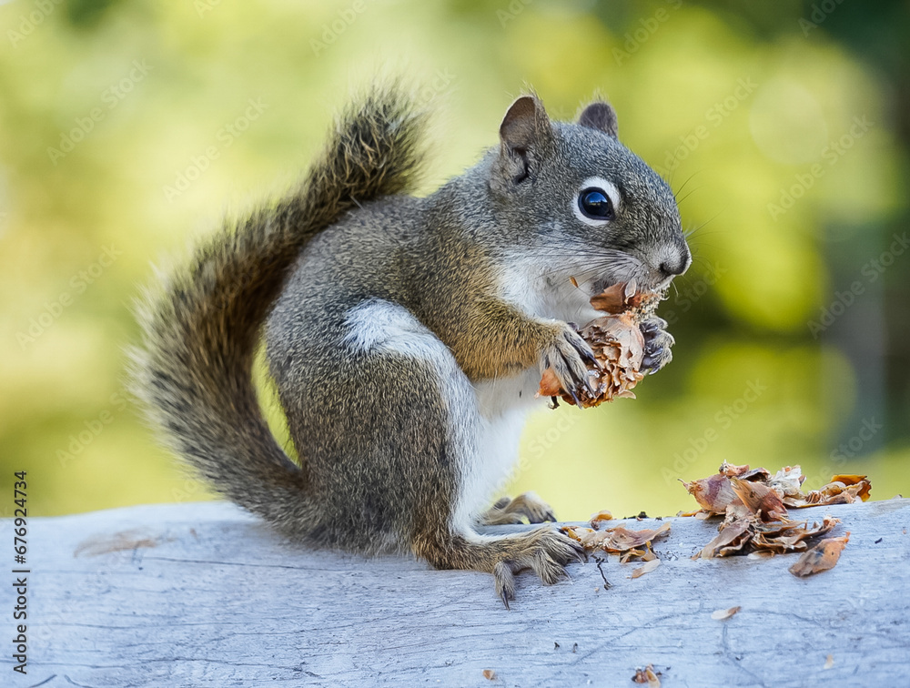 Squirrel shredding a pine cone Squirrel shredding a pine cone