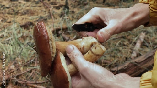 Cleaning the Stem of a Freshly Picked Mushroom