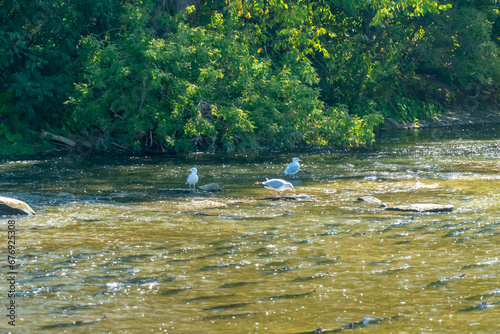 Atlantic and Chinook salmon are making their way upstream in the Ganaraska River to reach their spawning grounds at Corbett's Dam in Port Hope, Ontario, Canada, as part of their migration. photo