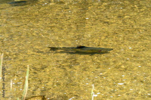 Bild auf Leinwand Chinook salmon swim and leap through waterfalls as they embark on their journey