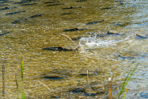 Papier peint Chinook salmon migrating up the Ganaraska water river upstream for spawning place