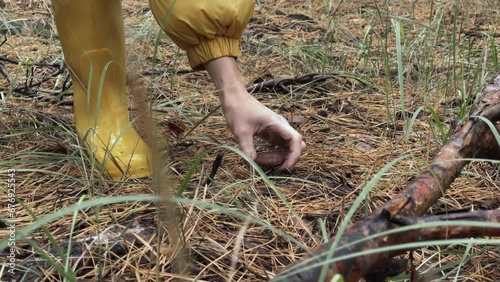 Woodland Harvest: Picking Mushrooms with Yellow Boot