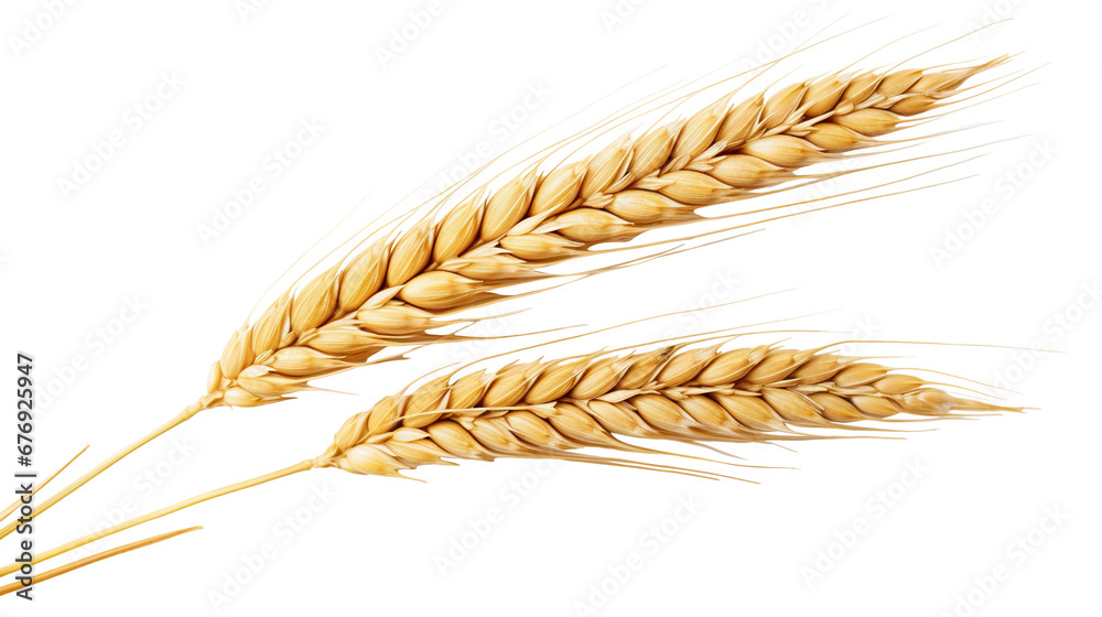 Ears of golden wheat, cut out - obrazy, fototapety, plakaty 