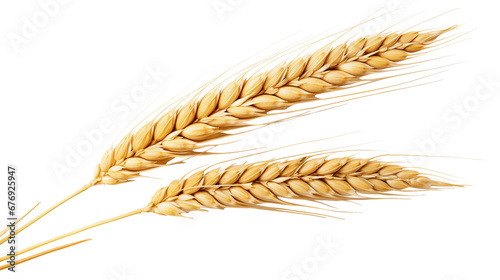 Ears of golden wheat, cut out photo
