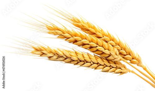 Ears of golden wheat, cut out