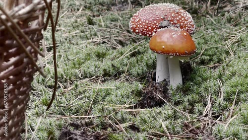 Close-Up Ballet of Red Fly Agarics