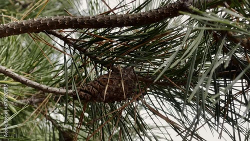 Swaying Pine Branch