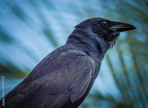 close up of a black raven