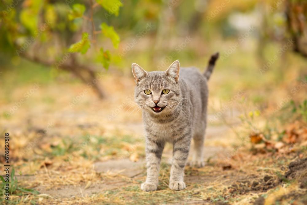 tabby grey cat walking on nature in vineyard, pet in autumn garden, rural scene