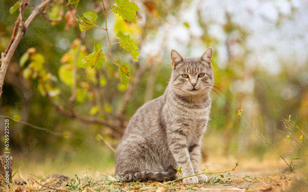 tabby grey cat walking on nature in vineyard, pet in autumn park, rural scene tabby grey cat walking on nature in vineyard, pet in autumn park, rural scene