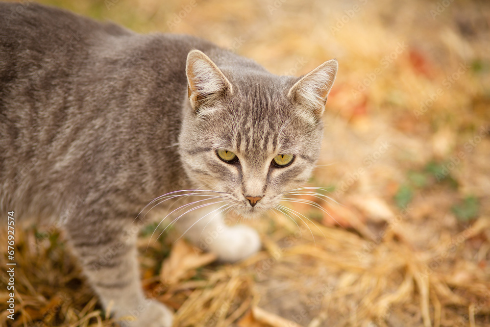 tabby grey cat walking on nature, pet in autumn season, rural scene