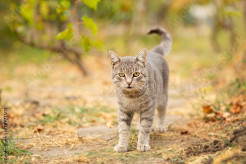 tabby grey cat walking on nature in vineyard, pet in autumn season, rural scene