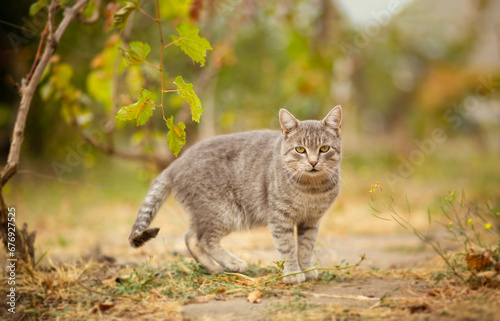 Obraz na plátně tabby grey cat walking on nature in vineyard, pet in autumn season, rural scene