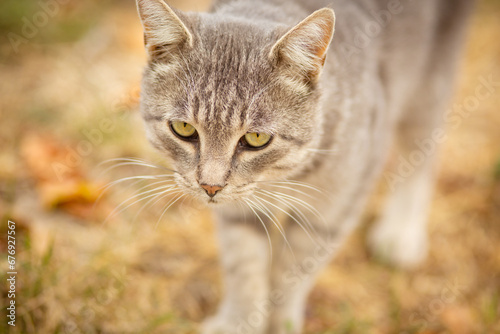 Wallpaper Mural tabby grey cat walking on nature, pet in autumn season, rural scene Torontodigital.ca