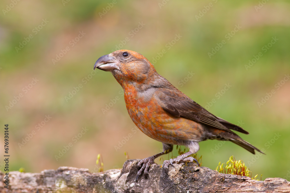 Red Crossbill Red Crossbill