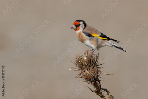 European Goldfinch © Kenan