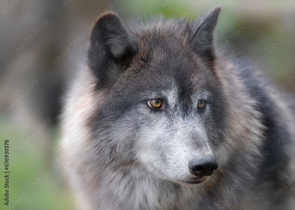 Closeup portrait of Gray Wolf in forest