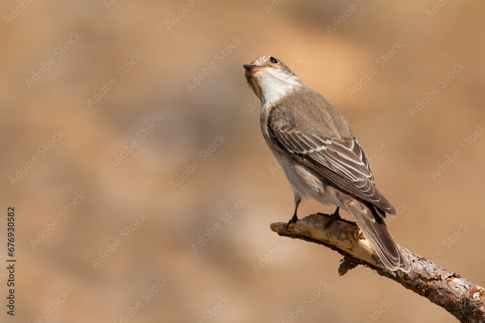 Spotted Flycatcher Spotted Flycatcher