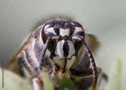 Extreme closeup front view of Bald-faced Hornet showing details of head