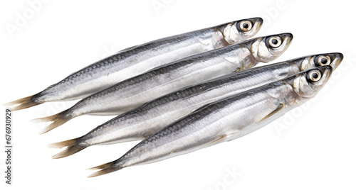 fresh smelt fish isolated on white background photo