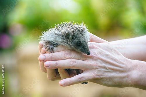 Small beautiful European hedgehog (Erinaceus europaeus)  in palm of the hand. .Wild animal in the home garden.