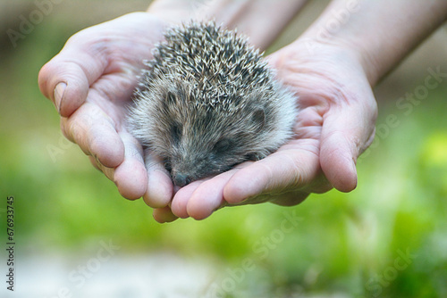 Small beautiful European hedgehog (Erinaceus europaeus) in palm of the hand. .Wild animal in the home garden.