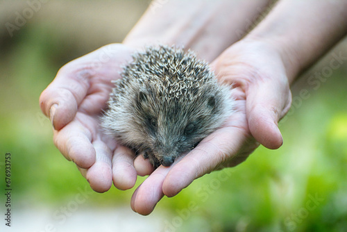 Small beautiful European hedgehog (Erinaceus europaeus) in palm of the hand. .Wild animal in the home garden.