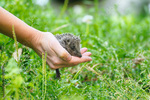 Small beautiful European hedgehog (Erinaceus europaeus) in palm of the hand. .Wild animal in the home garden.