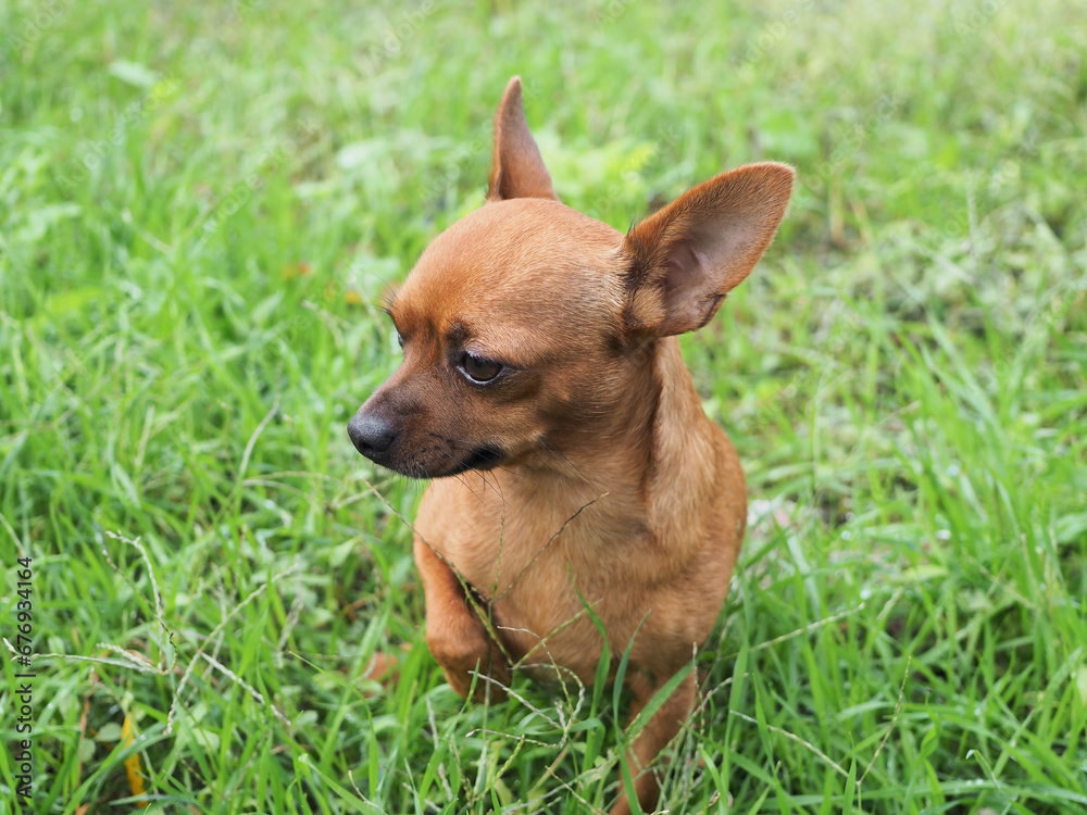 Chihuahua marrone seduto tra i fili d'erba