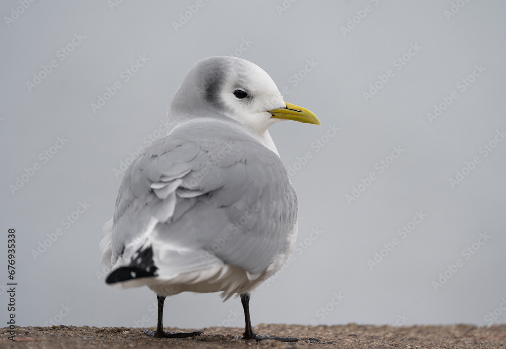 Black-legged kittiwake, gull at the pier Black-legged kittiwake, gull at the pier