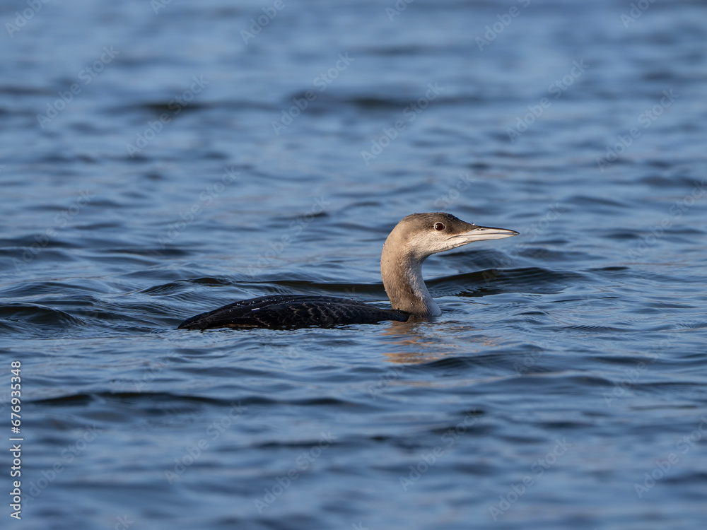 Black-throated loon, juvenile bird, Gavia arctica Black-throated loon, juvenile bird, Gavia arctica