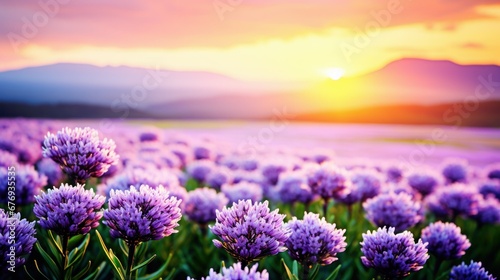 A picturesque lavender field at sunset, with vibrant purple flowers stretching towards the horizon.